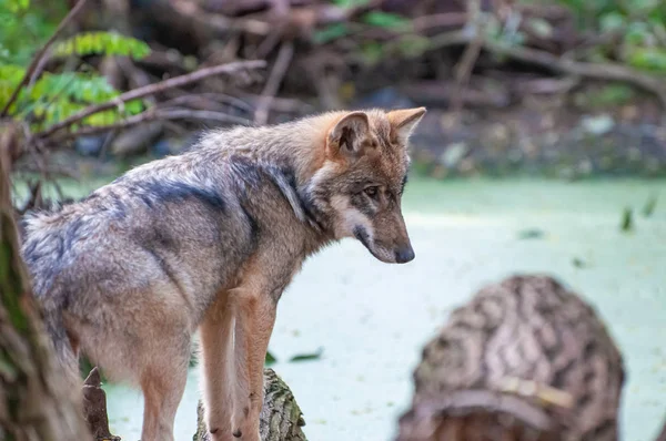 Lobo Joven Lago Bosque — Foto de Stock