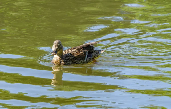 アヒルは池で泳いでいます — ストック写真