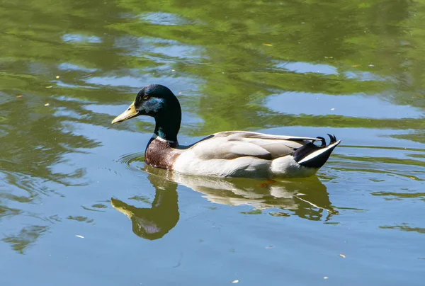 Pato Está Nadando Uma Lagoa — Fotografia de Stock