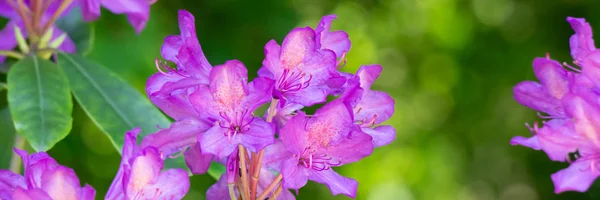 Beautiful pink flowers in the garden, banner