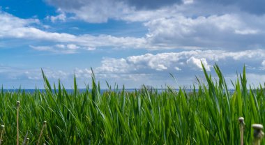 Alman Baltık kıyıları, güneş ve büyük bulutlar manzaralı yeşil alan