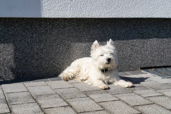 West Highland White Terrier Liegt Draußen Der Sonne Auf Dem — Stockfoto
