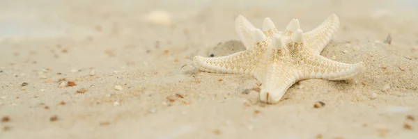 Starfish Sand Beach Panorama — Stock Photo, Image