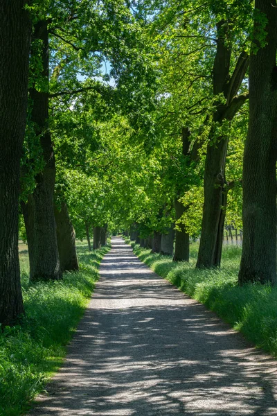 Eine Schmale Allee Mit Bäumen Sonnenschein — Stockfoto