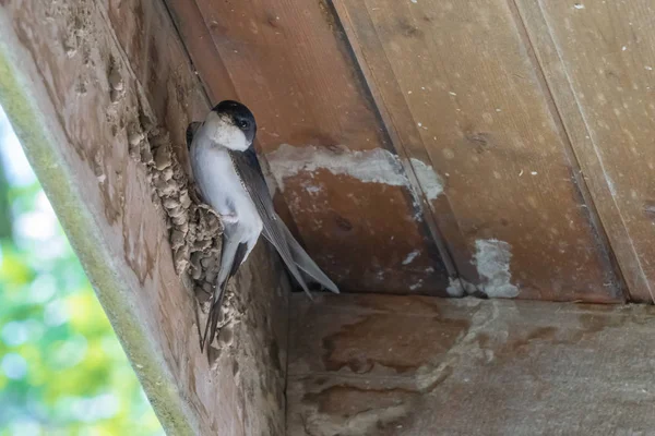 A swallow building a nest and looking at the camera
