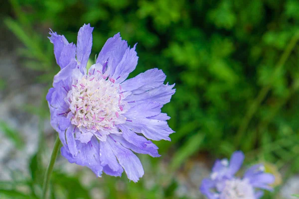 Bela Flor Azul Com Fundo Verde Espaço Cópia — Fotografia de Stock