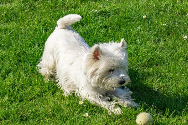 West Highland Fehér Terrier Kertben — Stock Fotó