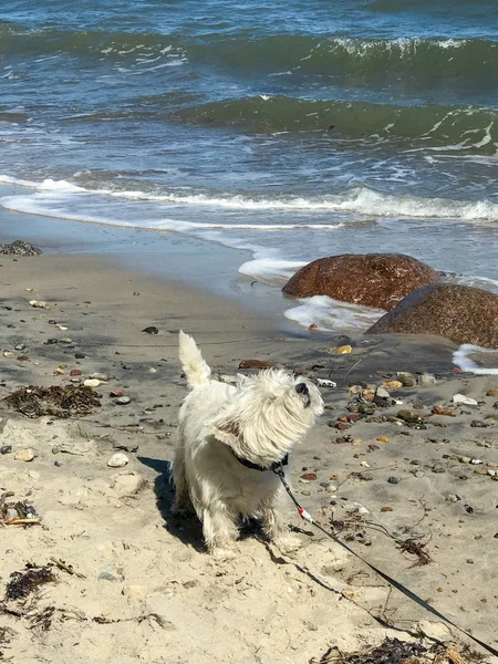 Little West Highland White Terrier Praia — Fotografia de Stock