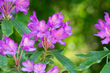 Bahçedeki güzel pembe çiçekler