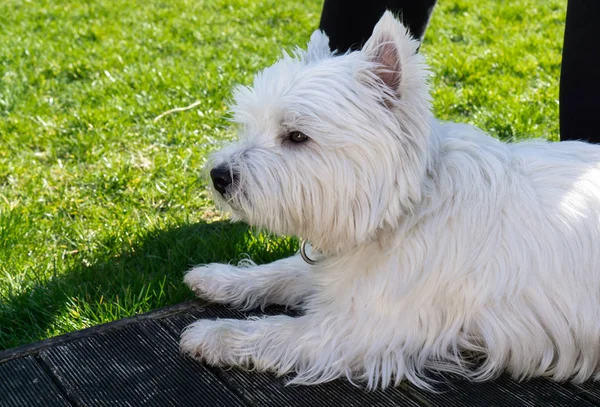 West Highland Fehér Terrier Kertben — Stock Fotó