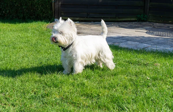 West Highland White Terrier Garten — Stockfoto