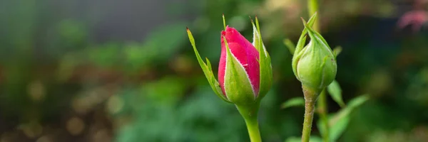 Banner Com Belo Botão Rosa Vermelho Espaço Cópia — Fotografia de Stock