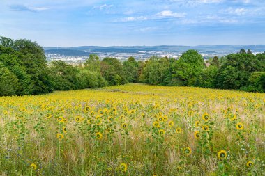Pek çok ayçiçeği, Kassel, Almanya görünümü ile alan