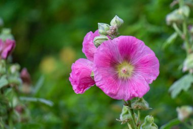 Parktaki güzel pembe çiçekler