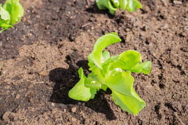 Bahçedeki bir tarlada taze salata bitkileri
