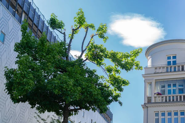 도시는 현대적 건물과 나무로 보인다 — 스톡 사진