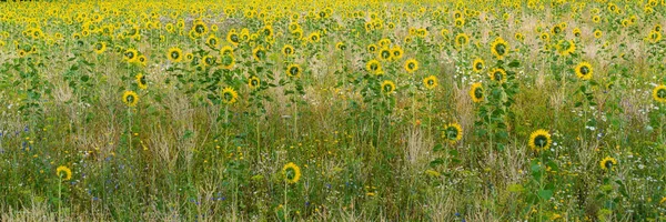 Campo Con Muchos Girasoles —  Fotos de Stock