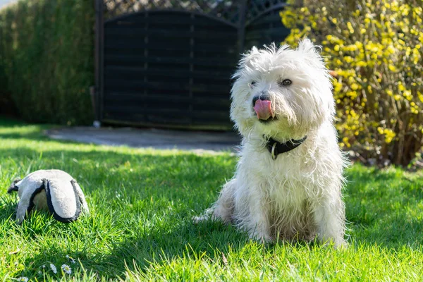 West Highland White Terrier Lèche Bouche Dans Jardin — Photo