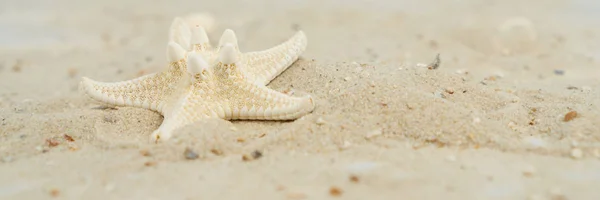 Starfish Sand Beach Panorama — Stock Photo, Image