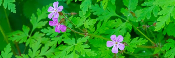 Ніжні Фіолетові Квіти Зеленим Листям Панорама — стокове фото