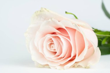 Beyaz arkaplanı ve kopyalama alanı olan güzel pembe gül çiçeği