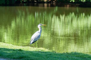 Göldeki balıkçıl.