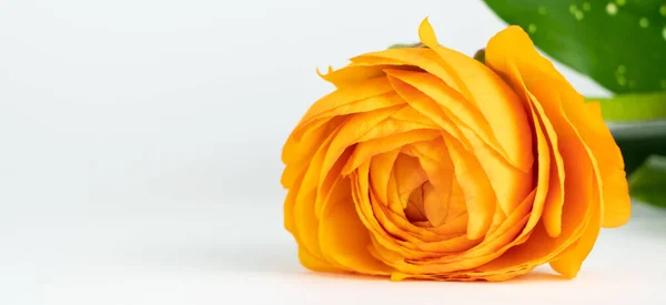 Gyönyörű Narancs Rózsa Virág Fehér Háttér Másolás Tér Banner — Stock Fotó