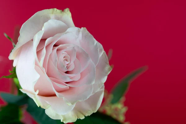 Mooie Roze Roos Bloem Boeket Met Rode Achtergrond — Stockfoto