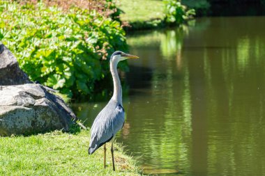 Göldeki balıkçıl.
