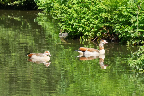 池の上に2羽のアヒル — ストック写真