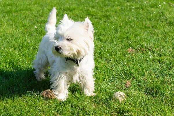 West Highland White Terrier Ogrodzie — Zdjęcie stockowe