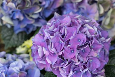 Bir ortancanın parlak mavi çiçekleri.