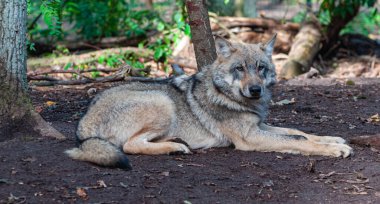 Ormanda bir kurt var.