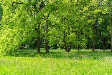 Almanya, Kassel 'de birçok yaşlı ağacın olduğu Fuldaaue' ye park et.