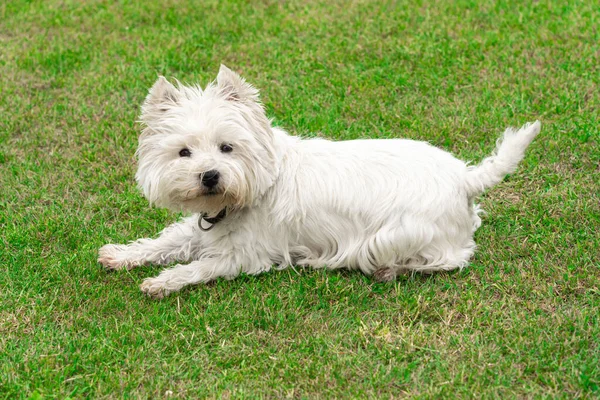 West Highland White Terrier Ogrodzie — Zdjęcie stockowe