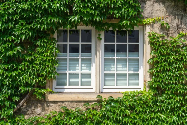 Liśćmi Winorośli Splecione Okno Starego Domu — Zdjęcie stockowe