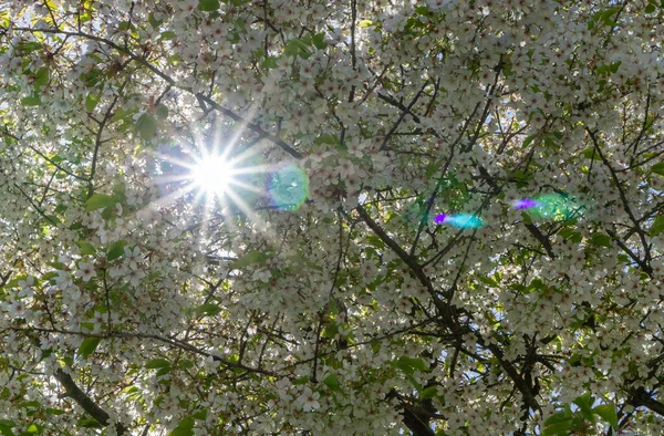 Stjärnformade Solstrålar Och Linsbloss Genom Ett Blommande Träd — Stockfoto