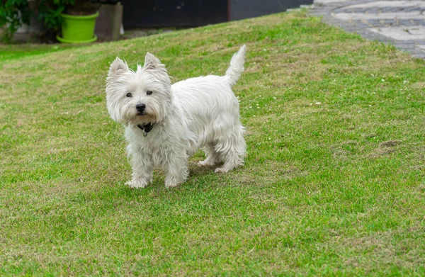 West Highland White Terrier Ogrodzie — Zdjęcie stockowe