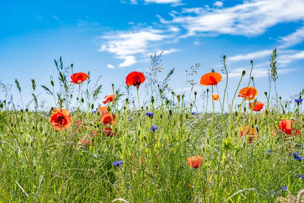 Güneşli bir yaz gününde tarlada güzel gelincikler ve çiçek
