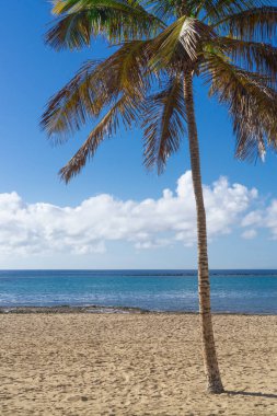 Sahilde palmiye ağacı