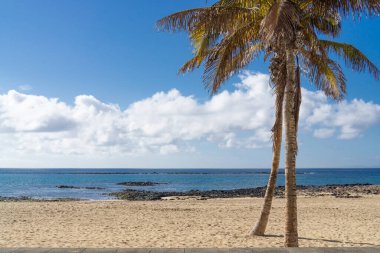 Sahilde palmiye ağacı