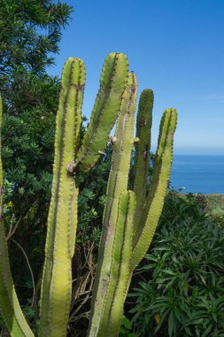 La Palma adasında kaktüs, arka planda Atlantik Okyanusu.