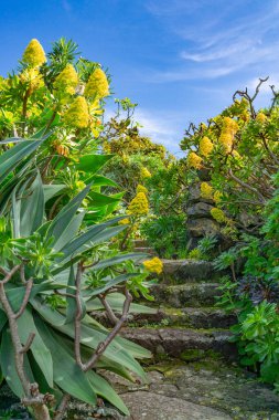 Bahçedeki altın aeonyum. Eski bir taş merdiveni var.