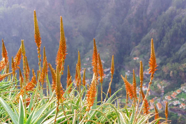 Maravilhosamente Florido Aloe Vera Nas Montanhas Madeira Portugal — Fotografia de Stock