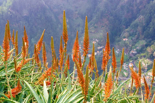 Maravilhosamente Florido Aloe Vera Nas Montanhas Madeira Portugal — Fotografia de Stock