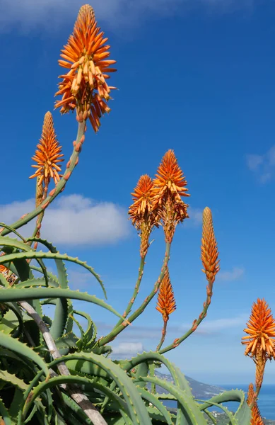 Linda Flor Laranja Aloe Vera Contra Céu Azul — Fotografia de Stock