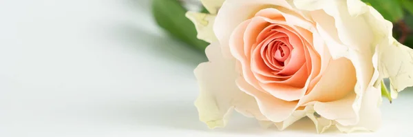 Gyönyörű Rózsaszín Rózsa Virág Fehér Háttér Másolás Tér — Stock Fotó