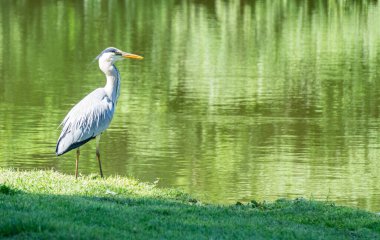 Göldeki balıkçıl.