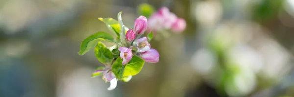 Banner Com Uma Flor Uma Árvore Maçã — Fotografia de Stock