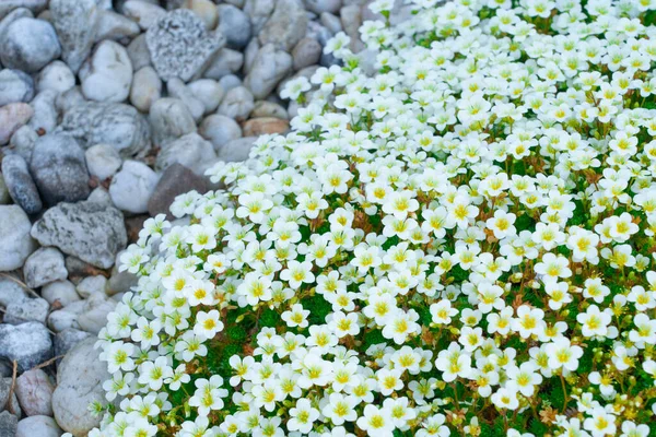 Bonito Musgo Branco Dovedale Jardim — Fotografia de Stock